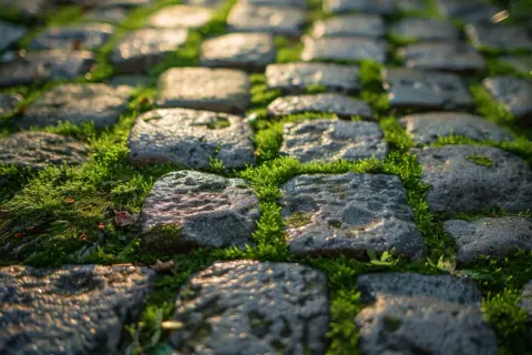 Skuteczne usuwanie mchu z chodnika: Wybierz najlepszą metodę