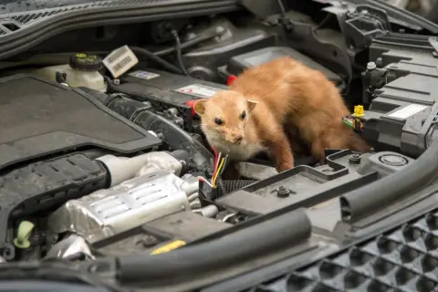 Kuny w samochodzie: Jak raz na zawsze zabezpieczyć swoje auto?